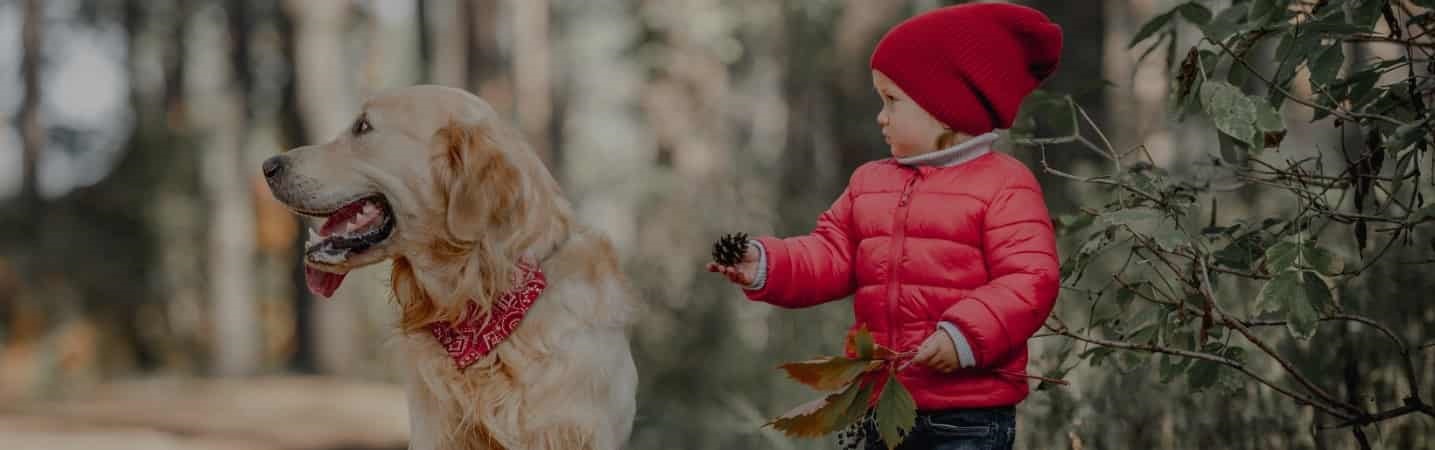 child with golden retriever